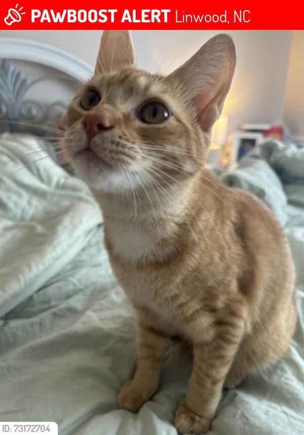 Lost Male Cat last seen Near Oakgrove Rd, Linwood, NC 27299