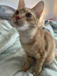 Lost Male Cat last seen Near Oakgrove Rd, Linwood, NC 27299