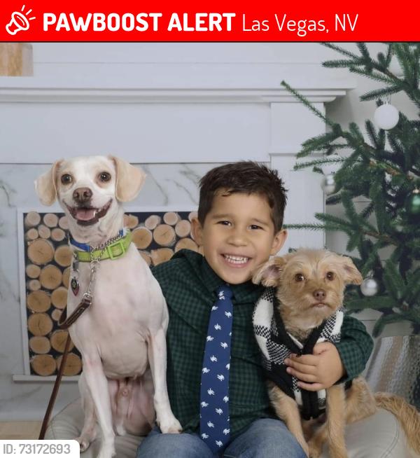 Lost Female Dog last seen Robindale and Lindale, Las Vegas, NV 89139
