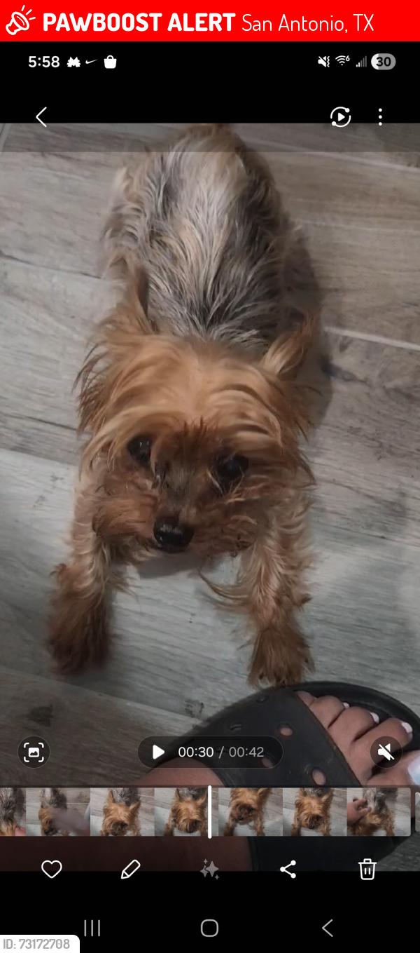 Lost Female Dog last seen Ingram hills, San Antonio, TX 78228