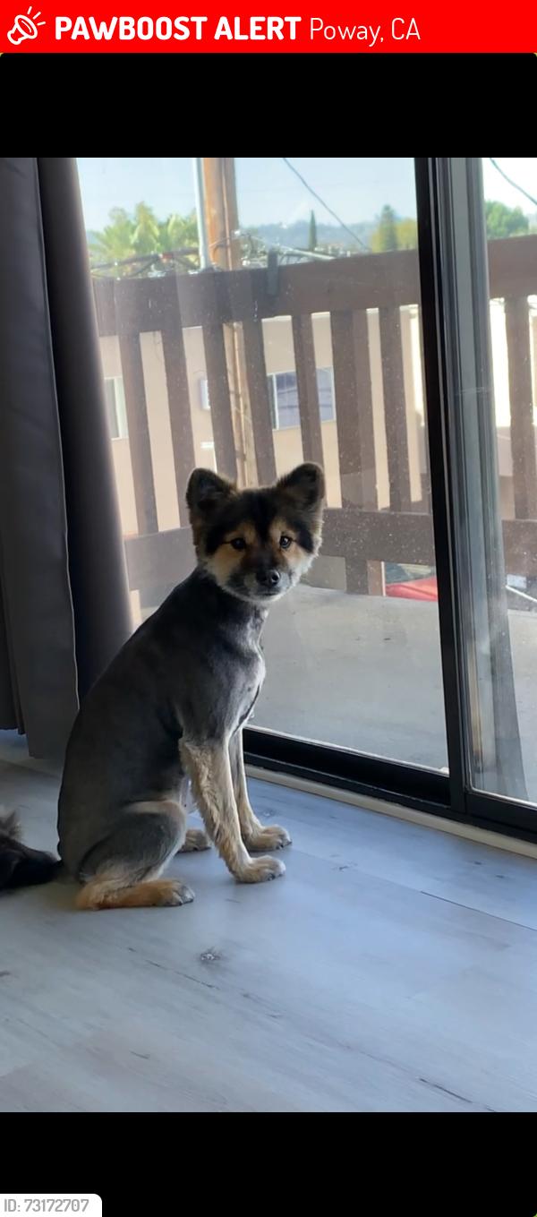 Lost Female Dog last seen Tierra Bonita Rd & Ipava Dr, Poway, CA 92064