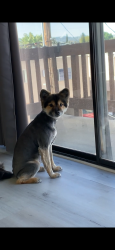 Lost Female Dog last seen Tierra Bonita Rd & Ipava Dr, Poway, CA 92064