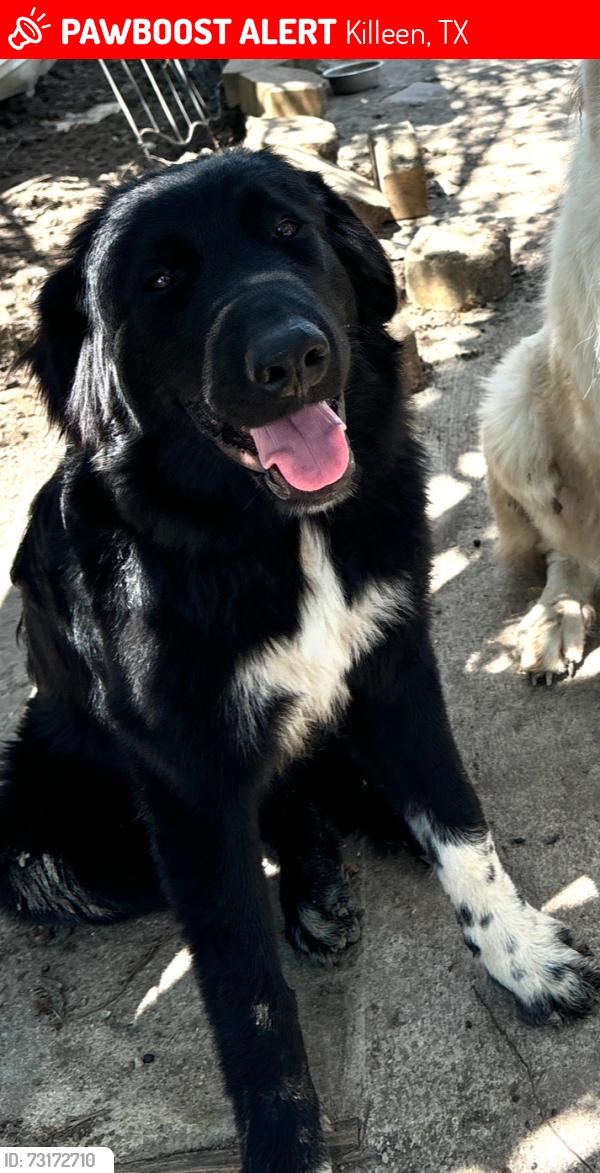 Lost Female Dog last seen Brigs, Killeen, TX 76549