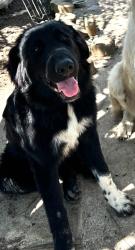Lost Female Dog last seen Brigs, Killeen, TX 76549