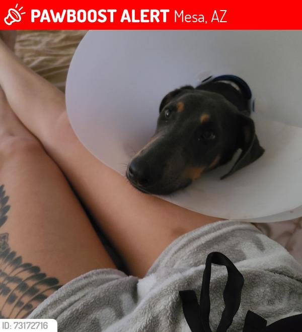 Lost Female Dog last seen 9th Ave and Mesa Dr, Mesa, AZ 85204