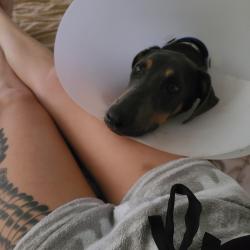 Lost Female Dog last seen 9th Ave and Mesa Dr, Mesa, AZ 85204