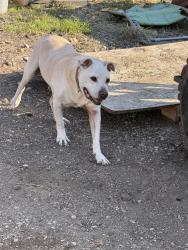 Reunited Male Dog last seen Eunice ave, Joliet, IL 60433