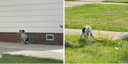 Lost Unknown Dog last seen Grand & Lloyd, Wickliffe/Euclid border, also in Willowick, Wickliffe, OH 44092