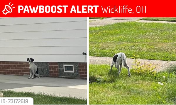 Lost Unknown Dog last seen Grand & Lloyd, Wickliffe/Euclid border, also in Willowick, Wickliffe, OH 44092