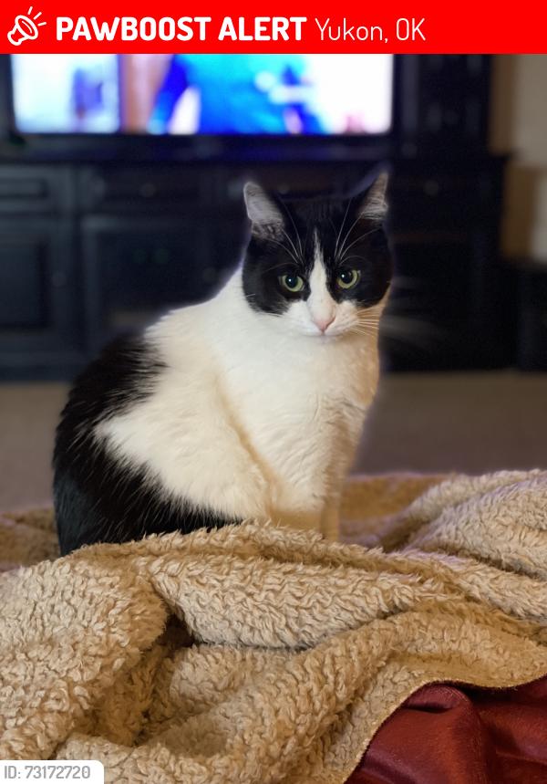 Lost Male Cat last seen Dover Mansion/Smoking Oaks, Yukon, OK 73099