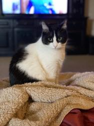 Lost Male Cat last seen Dover Mansion/Smoking Oaks, Yukon, OK 73099