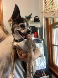Found/Stray Male Dog last seen Malone and mathid, Rome, GA 30165