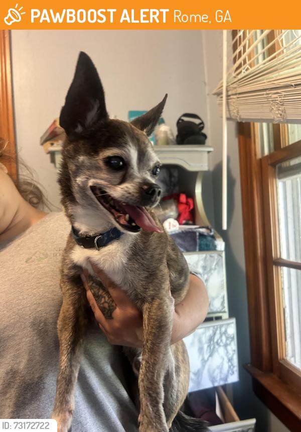 Found/Stray Male Dog last seen Malone and mathid, Rome, GA 30165