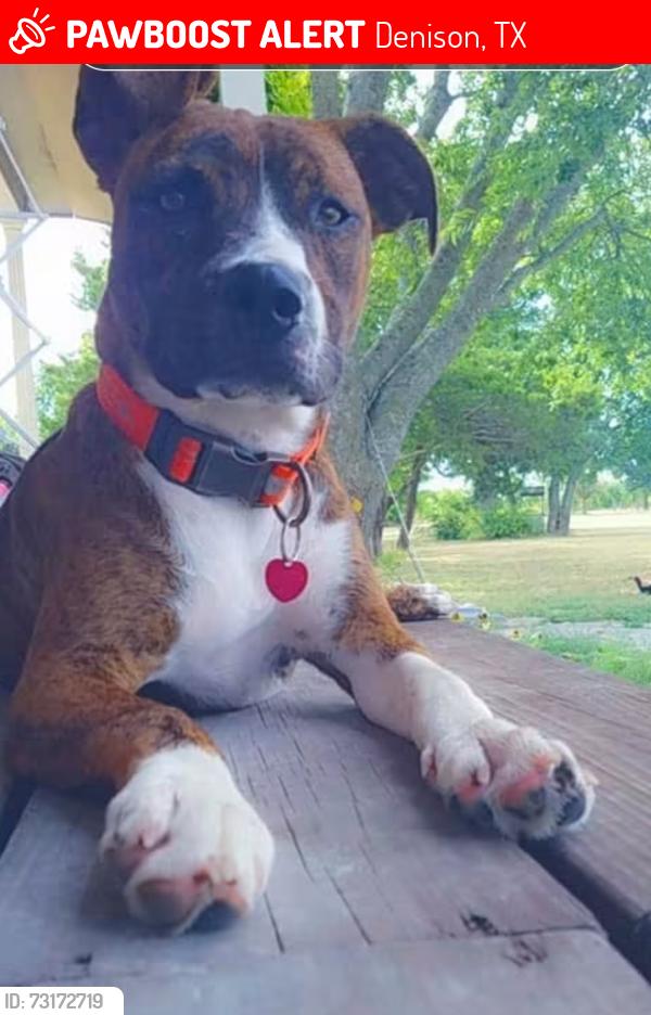Lost Female Dog last seen Bullock at Mirick, near Scott Middle School, Denison, TX 75020