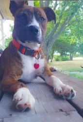 Lost Female Dog last seen Bullock at Mirick, near Scott Middle School, Denison, TX 75020