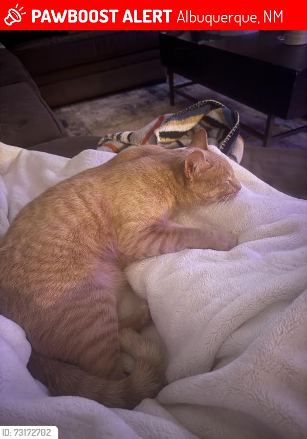 Lost Male Cat last seen Indian School and Rio Grande, Albuquerque, NM 87104