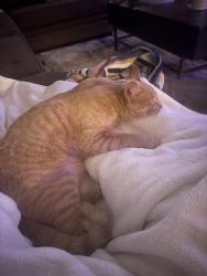 Lost Male Cat last seen Indian School and Rio Grande, Albuquerque, NM 87104