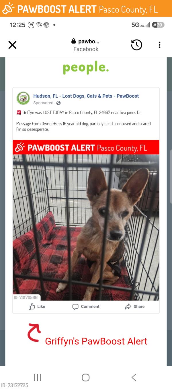 Found/Stray Male Dog last seen Sea Pines Dr Hudson, FL 34667, Pasco County, FL 34667