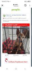 Found/Stray Male Dog last seen Sea Pines Dr Hudson, FL 34667, Pasco County, FL 34667