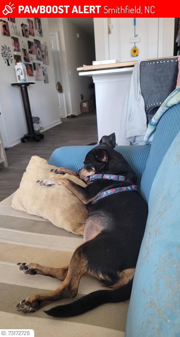 Lost Female Dog last seen Daniel rd + wilsons mills rd, Smithfield, NC 27520
