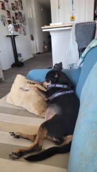 Lost Female Dog last seen Daniel rd + wilsons mills rd, Smithfield, NC 27520
