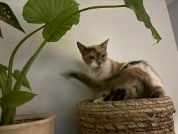 Lost Female Cat last seen Martisa Road behind Fort Walton Beach Rec Center, Fort Walton Beach, FL 32548