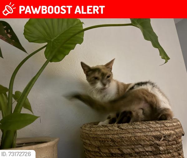 Lost Female Cat last seen Martisa Road behind Fort Walton Beach Rec Center, Fort Walton Beach, FL 32548