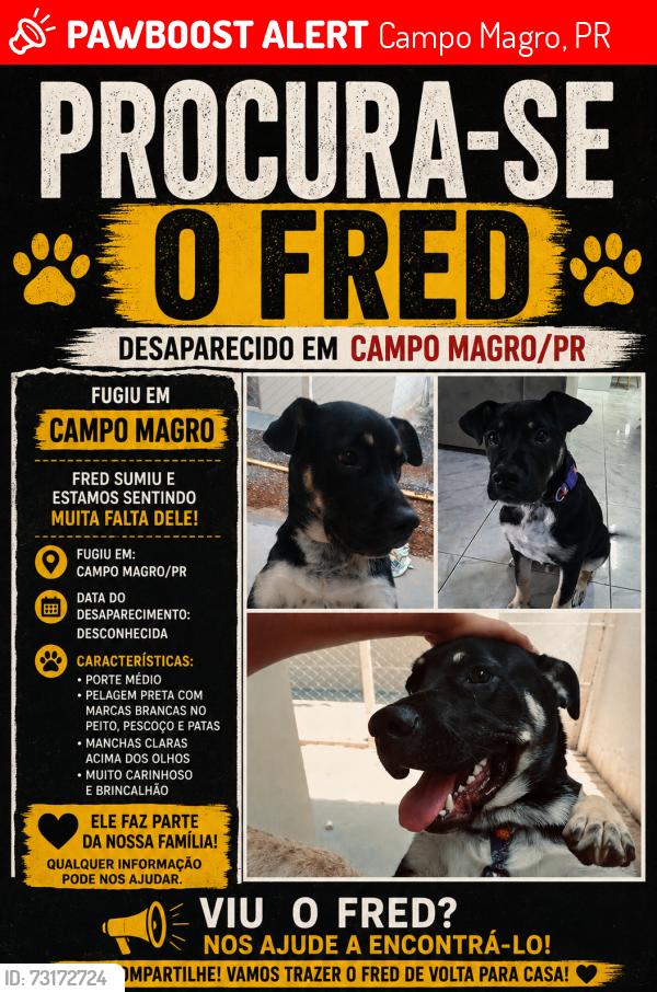 Lost Male Dog last seen Near, Campo Magro, PR 