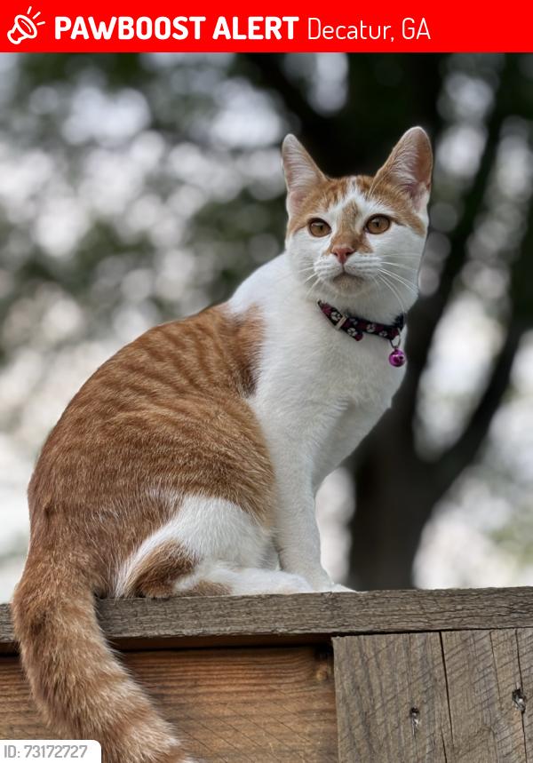 Lost Male Cat last seen Wheatfields and Royal Bluff, Decatur, GA 30030