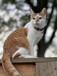 Lost Male Cat last seen Wheatfields and Royal Bluff, Decatur, GA 30030