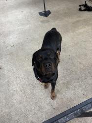 Lost Male Dog last seen Crosstimbers and Starnes, North Richland Hills, TX 76182
