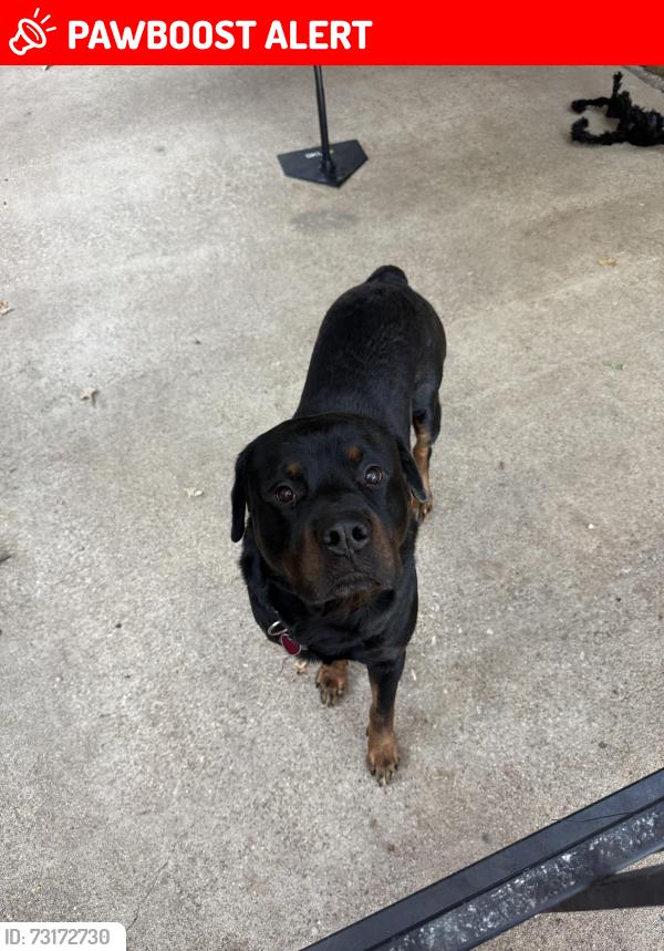 Lost Male Dog last seen Crosstimbers and Starnes, North Richland Hills, TX 76182
