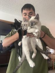 Lost Female Cat last seen Kulanihakoi and Olulea, Kihei, HI 96753