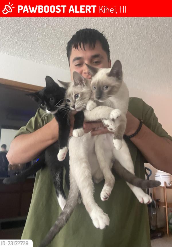 Lost Female Cat last seen Kulanihakoi and Olulea, Kihei, HI 96753