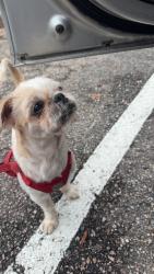 Found/Stray Male Dog last seen Circuit Lane, Newport News, VA 23608