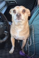Found/Stray Male Dog last seen Riverside Drive between Coral Springs and Parkland, Coral Springs, FL 33065