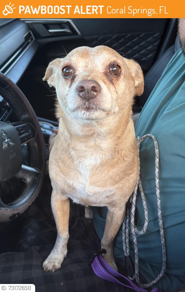 Found/Stray Male Dog last seen Riverside Drive between Coral Springs and Parkland, Coral Springs, FL 33065
