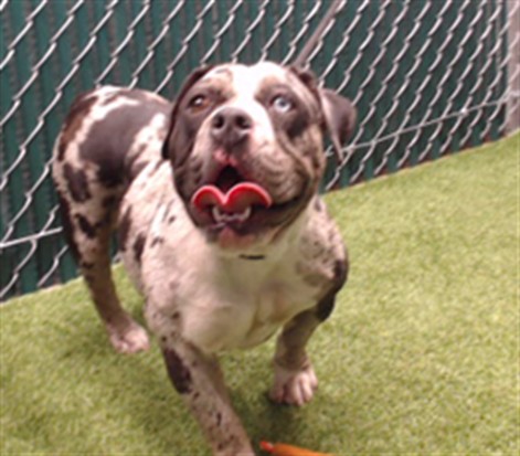 Shelter Stray Female Dog last seen , 11258 Garfield Ave, Downey, CA 90242, USA