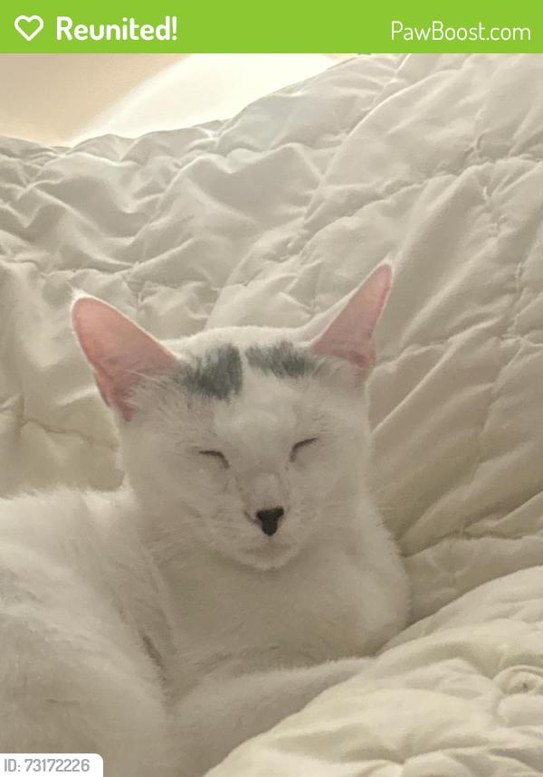 Reunited Female Cat last seen Watertown St., Newton, MA 02460