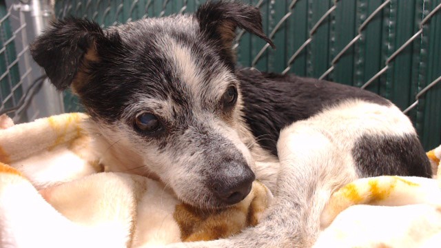 Shelter Stray Unknown Dog last seen , 11258 Garfield Ave, Downey, CA 90242, USA