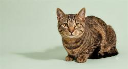 Shelter Stray Male Cat last seen TRAPPED @ 8033 BYRD LANDING CT, 2020 Forest St, Jacksonville, FL 32204, USA