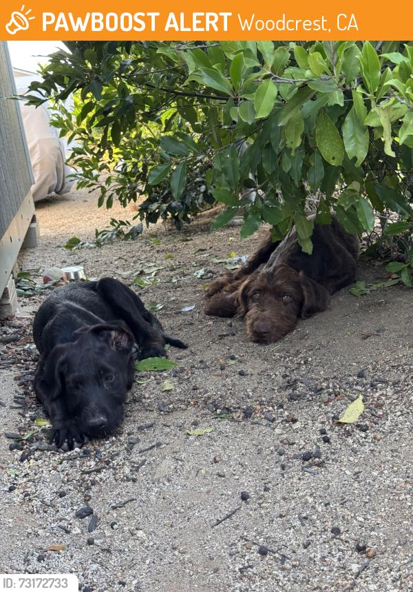 Found/Stray Male Dog last seen Wood Road and Dallas Ave, Woodcrest, CA 92508