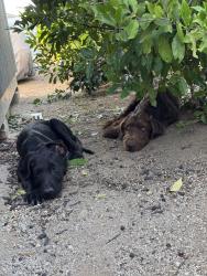 Found/Stray Male Dog last seen Wood Road and Dallas Ave, Woodcrest, CA 92508