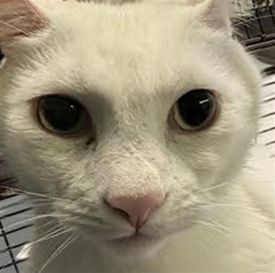 Shelter Stray Male Cat last seen , 1850 W 60th St, Los Angeles, CA 90047, USA