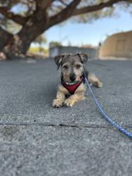 Lost Male Dog last seen E bonanza Rd & N Maryland Pkwy, Las Vegas, NV 89101