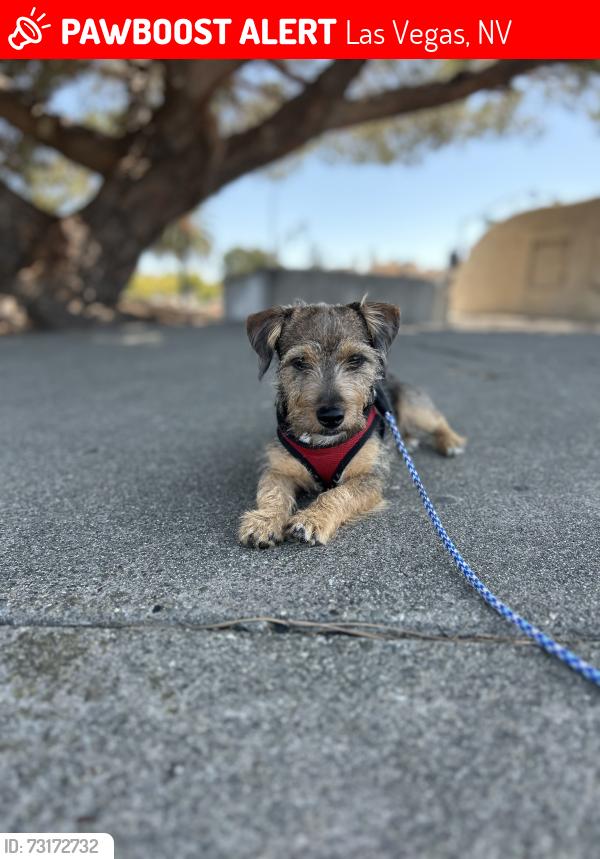 Lost Male Dog last seen E bonanza Rd & N Maryland Pkwy, Las Vegas, NV 89101