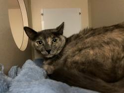 Shelter Stray Unknown Cat last seen Near BLOCK W BAYAUD AVE, DENVER CO 80223, 1241 W Bayaud Ave, Denver, CO 80223, USA