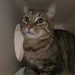 Shelter Stray Unknown Cat last seen Near BLOCK N HIMALAYA RD, DENVER CO 80249, 1241 W Bayaud Ave, Denver, CO 80223, USA