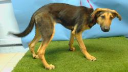 Shelter Stray Female Dog last seen , 216 W Victoria St, Gardena, CA 90248, USA