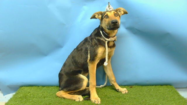 Shelter Stray Female Dog last seen , 216 W Victoria St, Gardena, CA 90248, USA